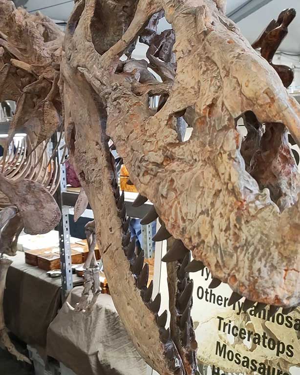 恐竜骨格標本の買い付けも