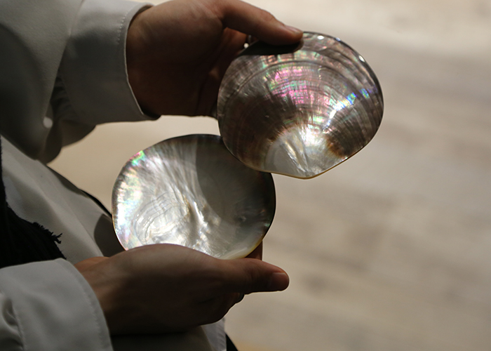 黒蝶真珠の母貝