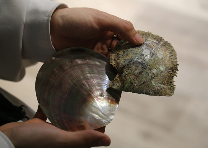 アコヤと黒蝶の母貝比較